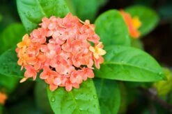 Ixora Semi Dwarf Orange - Flowering Shrubs