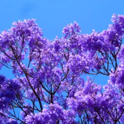 Jacaranda Mimosifolia / Neel Mohar - Avenue Trees
