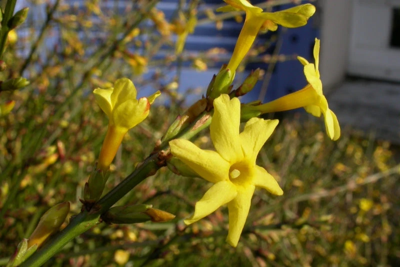 Jasminum Nudiflorum - Creepers & Climbers 2 Jasminum Nudiflorum - Creepers & Climbers - Image 2