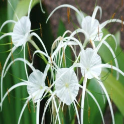Spider Lily/Beach Spider Lily - Flowering Plants 5 Spider Lily/Beach Spider Lily - Flowering Plants -Care Flowering Shop jdwU9NQvPg