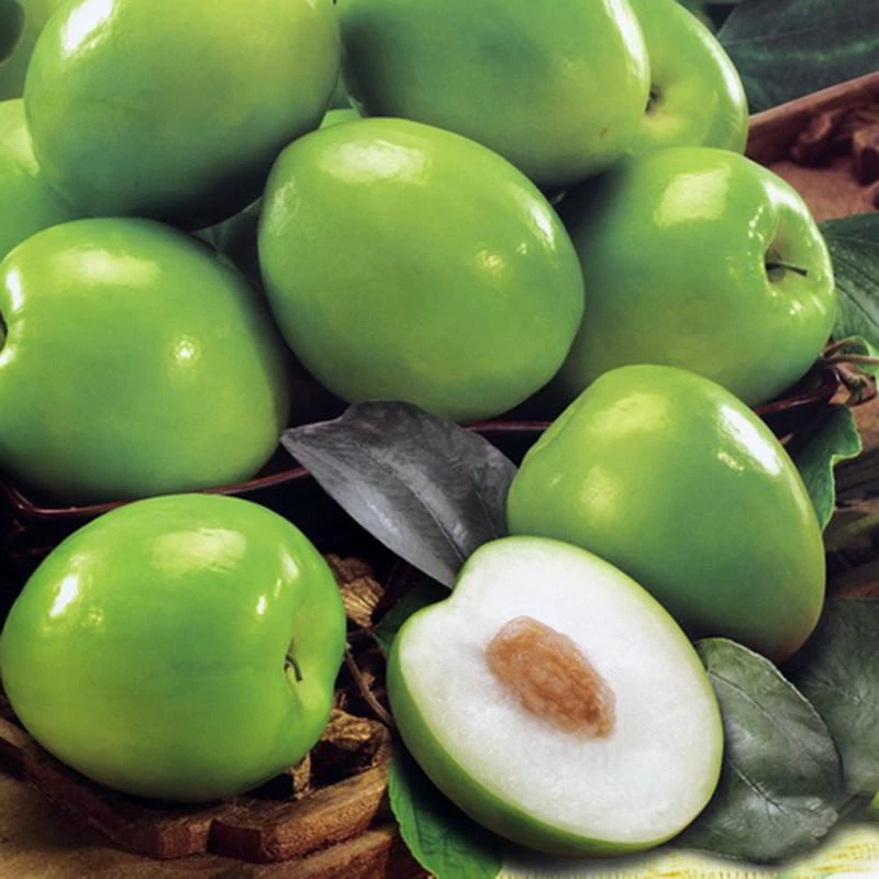 Indian Jujube Apple(Grafted) -Fruit Plants & Tree 2 Indian Jujube Apple(Grafted) -Fruit Plants & Tree - Image 2