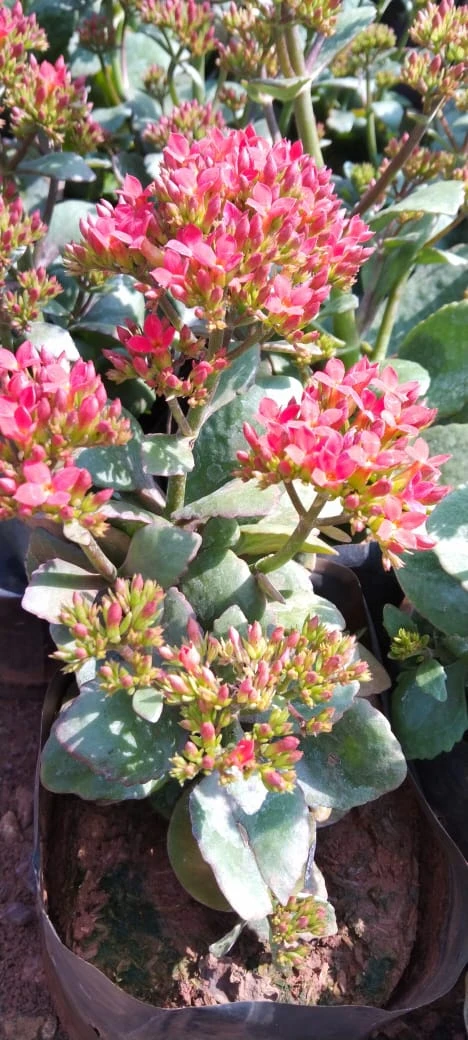 Kalanchoe Blossfeldiana Red Single - Flowering Plant 2 Kalanchoe Blossfeldiana Red Single - Flowering Plant - Image 2