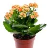 Kalanchoe Blossfeldiana Orange - Table Top Flowering Plants