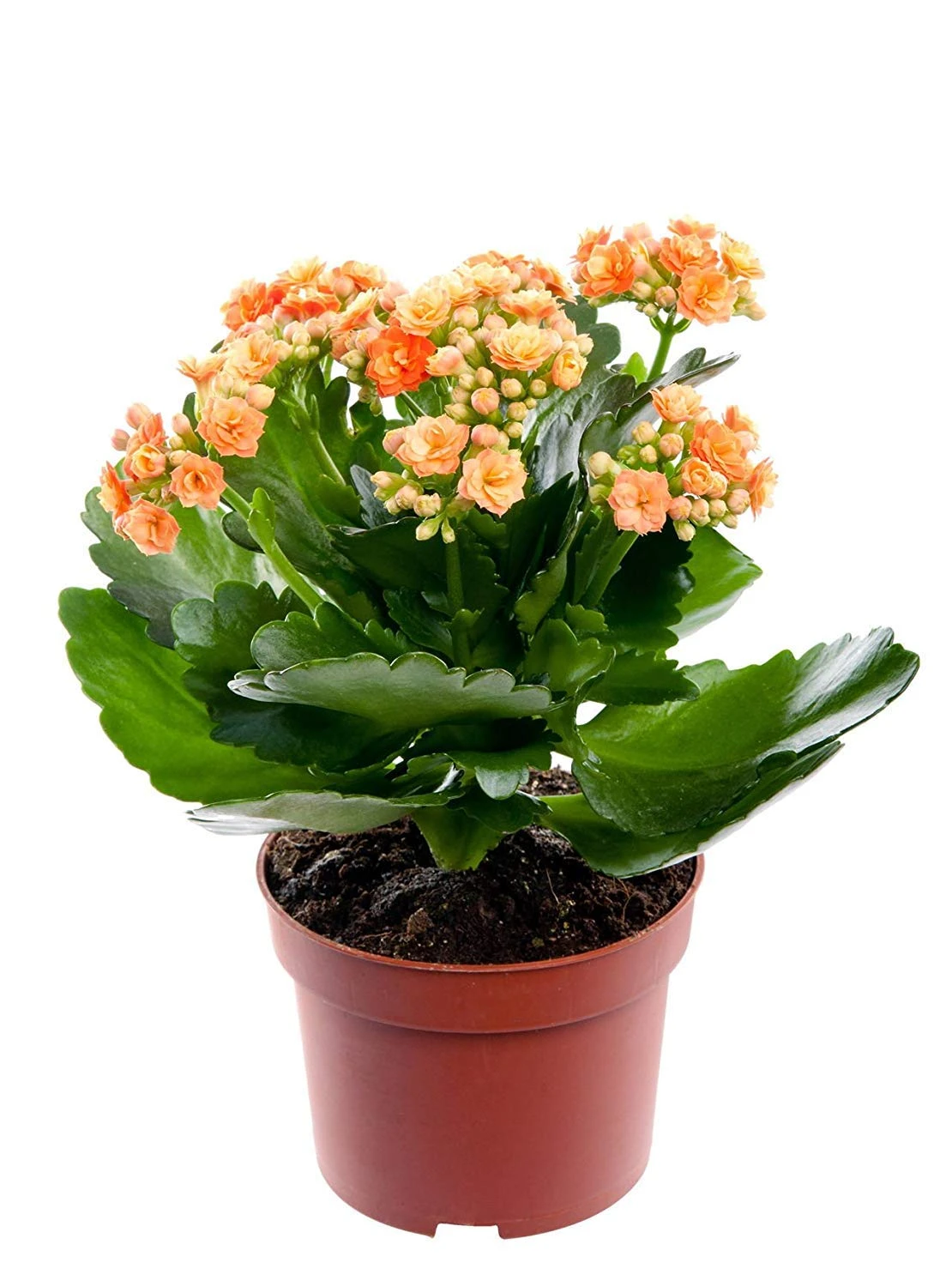 Kalanchoe Blossfeldiana Orange - Table Top Flowering Plants 1 Kalanchoe Blossfeldiana Orange - Table Top Flowering Plants