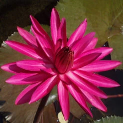 Water Lily Hybrid Pink - Aquatic Plants -Care Flowering Shop kamali2