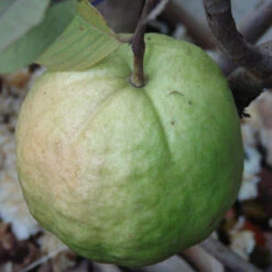 Guava Kg Guava - Fruit Plants & Tree 5 Guava Kg Guava - Fruit Plants & Tree -Care Flowering Shop kg guava