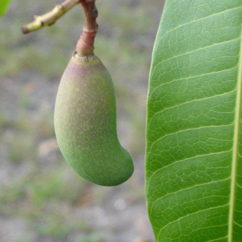 Thailand Mango (Grafted) - Fruit Plants & Tree 2 Thailand Mango (Grafted) - Fruit Plants & Tree - Image 2
