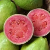 Guava Pink Flesh(Lalitha) - Fruit Plants & Tree
