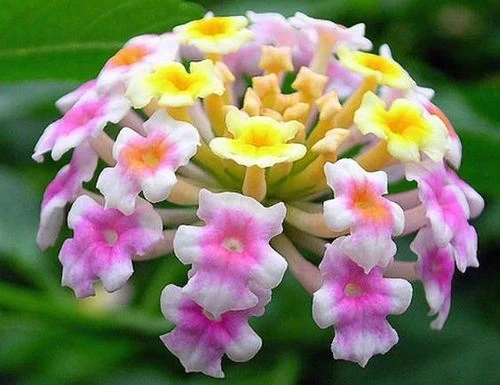Lantana Purple- Flowering Shrubs 2 Lantana Purple- Flowering Shrubs - Image 2