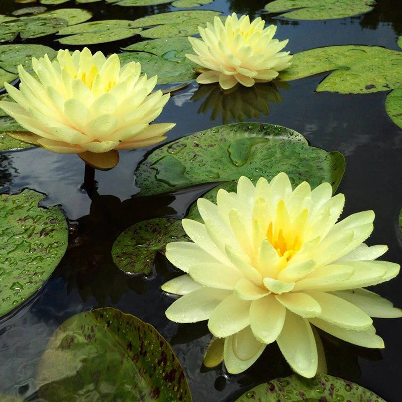Water Lily Yellow - Aquatic Plants 2 Water Lily Yellow - Aquatic Plants - Image 2