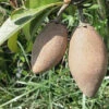 Sapota - Long/Banana-Fruit Plants & Tree.