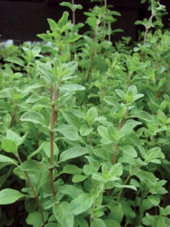 Marjoram/Origanum Majorana - Herbs