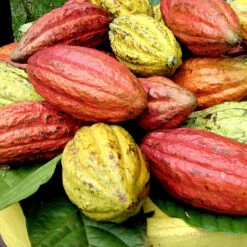 Cocoa/Cacao Fruit - Fruit Plants & Plantation Crops 5 Cocoa/Cacao Fruit - Fruit Plants & Plantation Crops -Care Flowering Shop maxresdefault 3b6c4d8d b1a9 4bfa 8871 e94e319a5ded