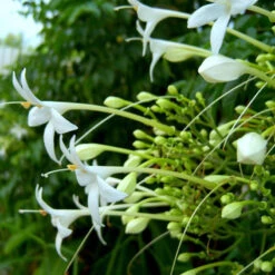 Millingtonia Hortensis / Indian Cork Tree - Avenue Trees -Care Flowering Shop millintgtonia