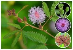 Mimosa Pudica (Touch-me-not) - Ornamental Plants