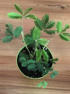 Mimosa Pudica (Touch-me-not) - Ornamental Plants -Care Flowering Shop mimosapudica3