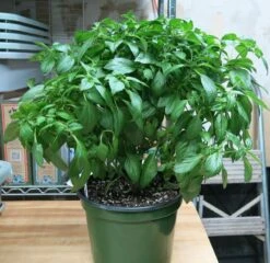 Mint Tulasi - Annual Herbs