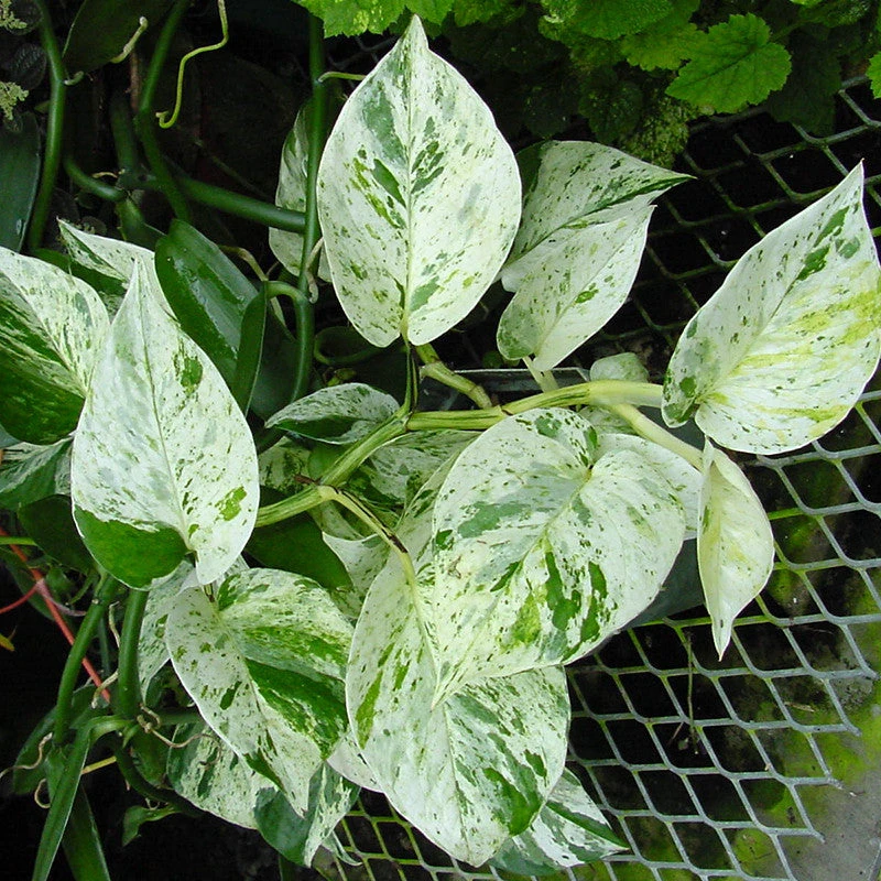 Marble Queen Money Plant - Indoor Plants 2 Marble Queen Money Plant - Indoor Plants - Image 2