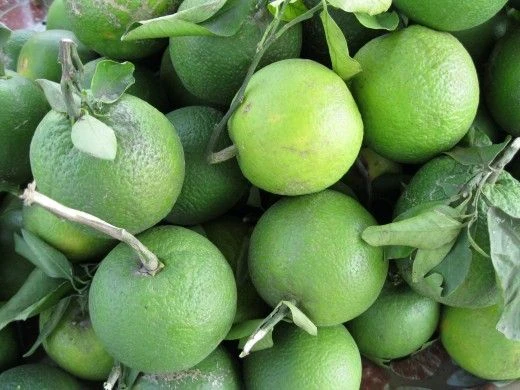 Mosambi(Grafted) - Fruit Plants & Tree 1 Mosambi(Grafted) - Fruit Plants & Tree