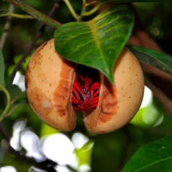 Jayaphal And Jatiphal -KITCHEN/Spices - PLANTS