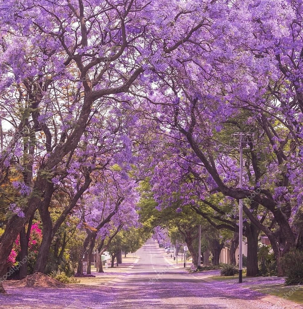 Jacaranda Mimosifolia / Neel Mohar - Avenue Trees 2 Jacaranda Mimosifolia / Neel Mohar - Avenue Trees - Image 2