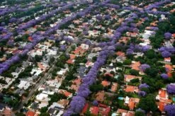 Jacaranda Mimosifolia / Neel Mohar - Avenue Trees 5 Jacaranda Mimosifolia / Neel Mohar - Avenue Trees -Care Flowering Shop neelmohar2ef