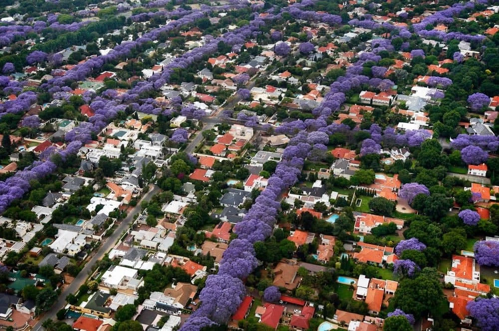Jacaranda Mimosifolia / Neel Mohar - Avenue Trees 3 Jacaranda Mimosifolia / Neel Mohar - Avenue Trees - Image 3