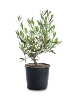 Olive Fruit Plant - Exotic Fruit Plant -Care Flowering Shop oliveplantsofexoticflora