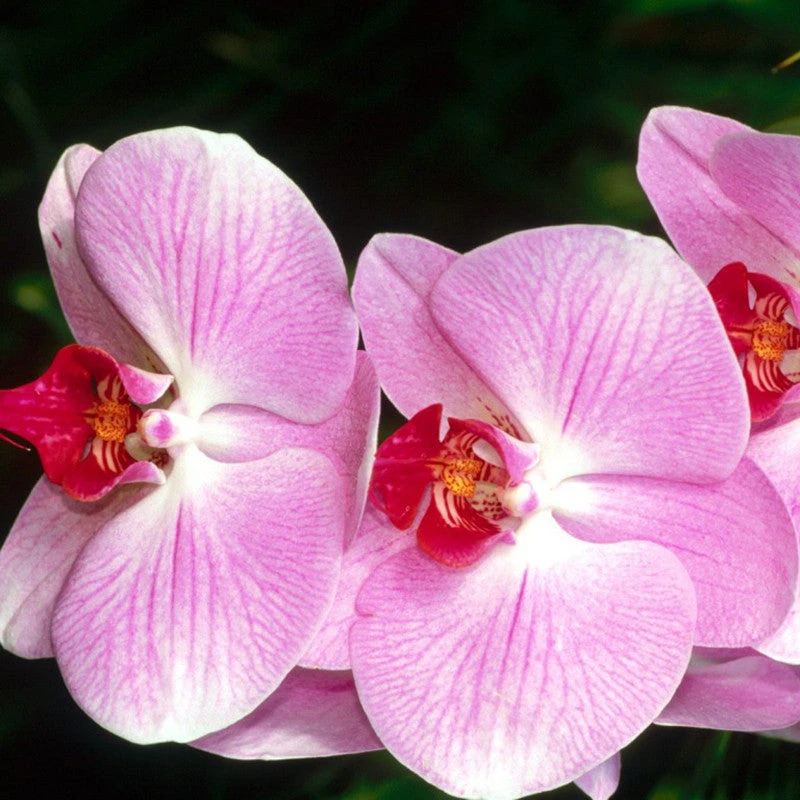 Phalaenopsis Hybrid/Orchids Pink - Gift Plants 1 Phalaenopsis Hybrid/Orchids Pink - Gift Plants