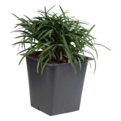 Mondo Grass Dwarf - Ornamental Plants