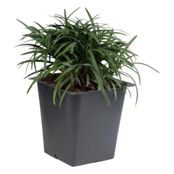 Mondo Grass Dwarf - Ornamental Plants 1 Mondo Grass Dwarf - Ornamental Plants