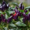 Ornamental Chilli Purple - Ornamental Plant