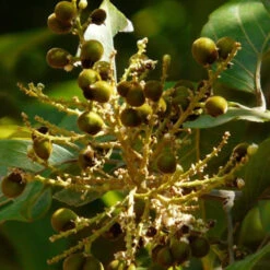 Soapnut / Ritha / Sapindus - Avenue Trees