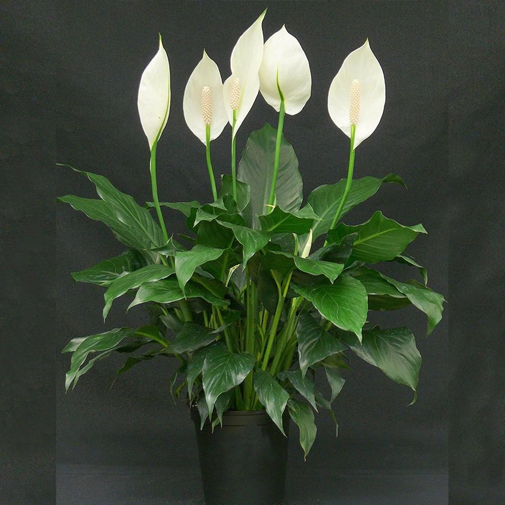 Peace Lily/Spathiphyllum Macrophyllum - Indoor Air-Purifying 1 Peace Lily/Spathiphyllum Macrophyllum - Indoor Air-Purifying