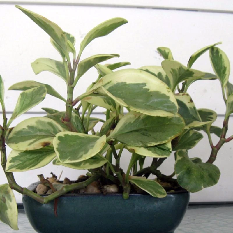 Peperomia Variegated - Indoor Plants 2 Peperomia Variegated - Indoor Plants - Image 2