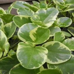 Peperomia Variegated - Indoor Plants 5 Peperomia Variegated - Indoor Plants -Care Flowering Shop pepromia