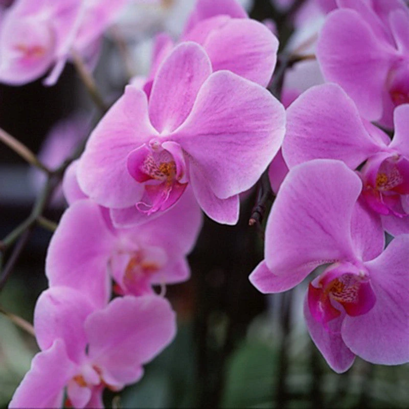 Phalaenopsis Hybrid/Orchids Pink - Gift Plants 3 Phalaenopsis Hybrid/Orchids Pink - Gift Plants - Image 3