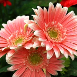 Gerbera Plant Pink - Top Bed Room
