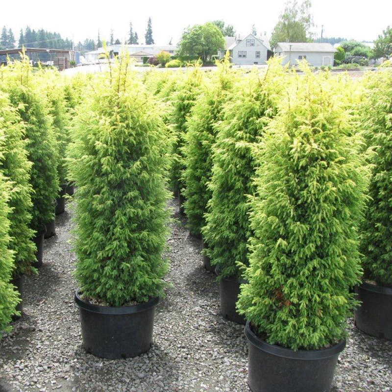 Juniperous Golden Govind - Ornamental Shrubs 1 Juniperous Golden Govind - Ornamental Shrubs