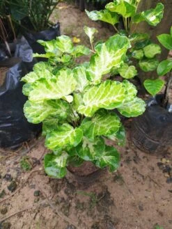 Aralia/Polyscias Balfouriana - Ornamental Plants -Care Flowering Shop polyscias4