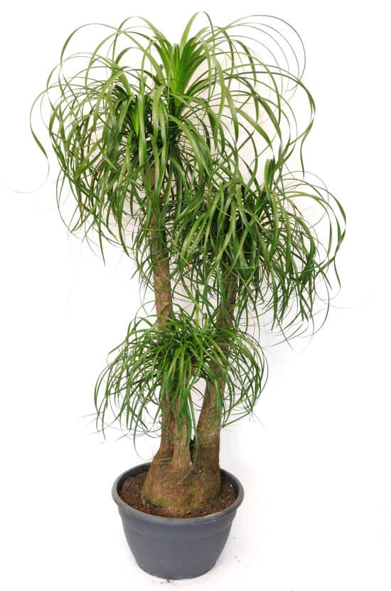 Ponytail Palm/Elephant Foot Palm - Palms 3 Ponytail Palm/Elephant Foot Palm - Palms - Image 3
