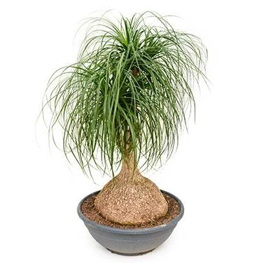 Ponytail Palm/Elephant Foot Palm - Palms 2 Ponytail Palm/Elephant Foot Palm - Palms - Image 2