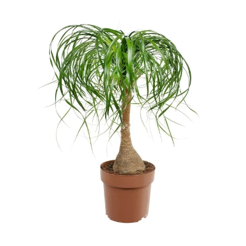 Ponytail Palm/Elephant Foot Palm - Palms 1 Ponytail Palm/Elephant Foot Palm - Palms