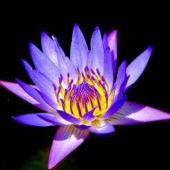 Water Lily Purple - Aquatic Plants