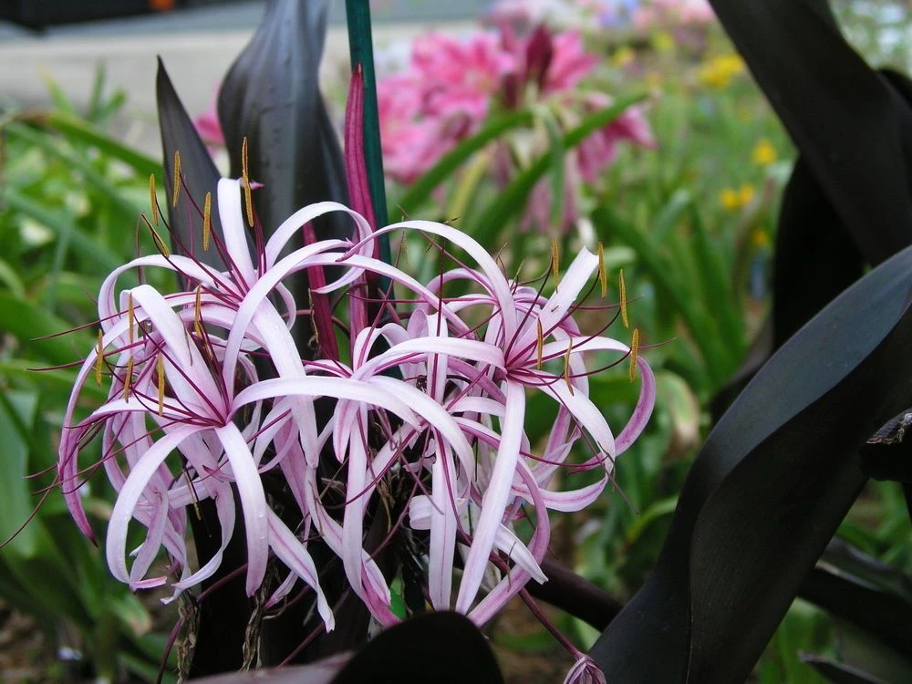 Crinum Lily Purple - Flowering Plants 1 Crinum Lily Purple - Flowering Plants