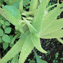 Aloe Vera - Indoor/Outdoor Plants -Care Flowering Shop q 5e87578a 2c1d 47fd 8f85 3a95b5f64695