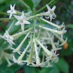 Cestrum Nocturnum/Raat Ki Rani - Flowering Plants