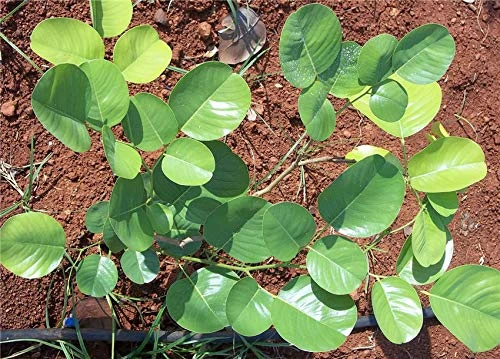 Red Sanders/Red Sandalwood - Avenue Trees 1 Red Sanders/Red Sandalwood - Avenue Trees