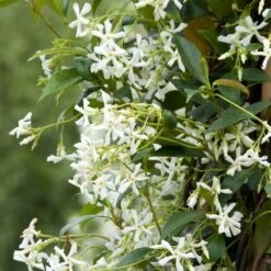 Trachelospermum Jasminoides - Creepers & Climber