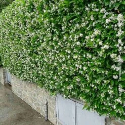Trachelospermum Jasminoides - Creepers & Climber -Care Flowering Shop rhyncospermum jasminoides34